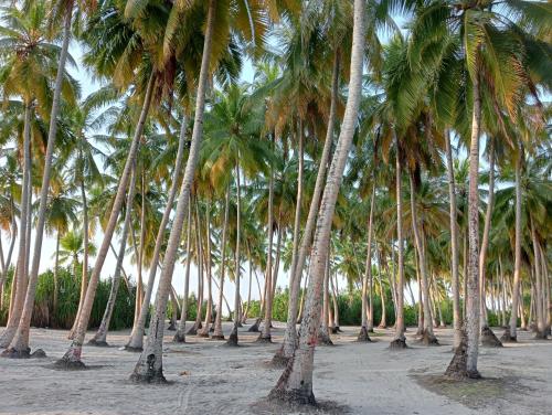 un grupo de palmeras en la playa en Secret Escape, en Fuvahmulah