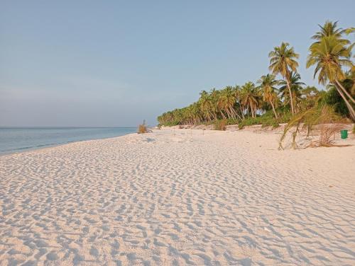 piaszczystą plażę z palmami i oceanem w obiekcie Secret Escape w mieście Fuvahmulah