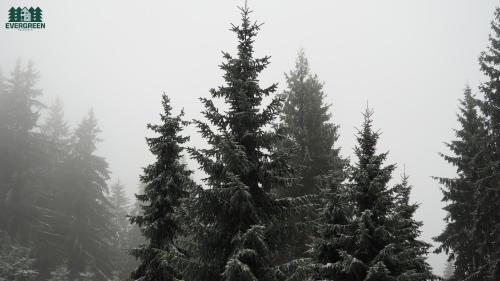a group of pine trees with snow on them at Evergreen Balvanyos in Balvanyos