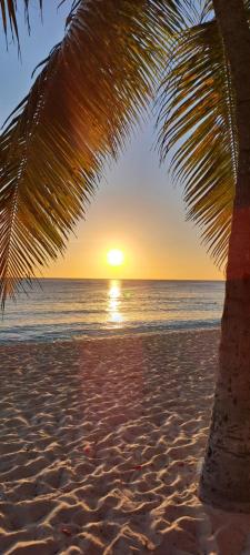 a sunset on a beach with a palm tree at seltenes Fundstück in La Laguna