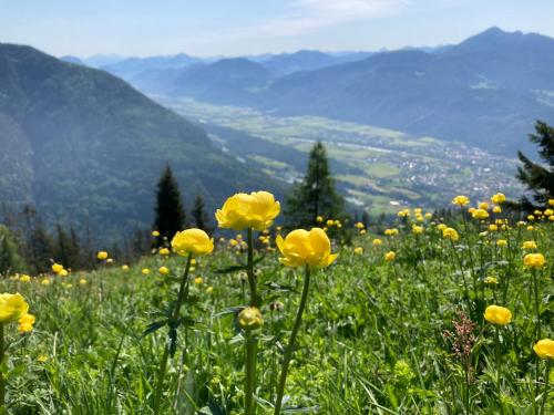 a field of yellow flowers on a mountain at Villa Riedhart in Kramsach