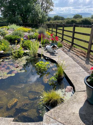 a dog laying next to a pond with flowers at Brooklands in Tavistock