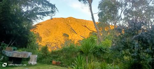 a mountain in the middle of a garden at Cabaña en el Arbol Picasso in Bogotá