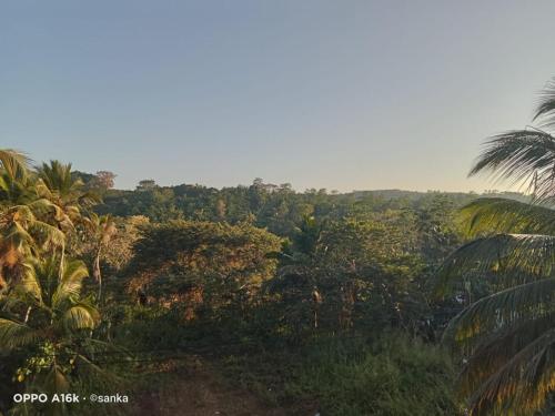 - une vue sur la jungle avec des palmiers dans l'établissement Village View, à Dikwella