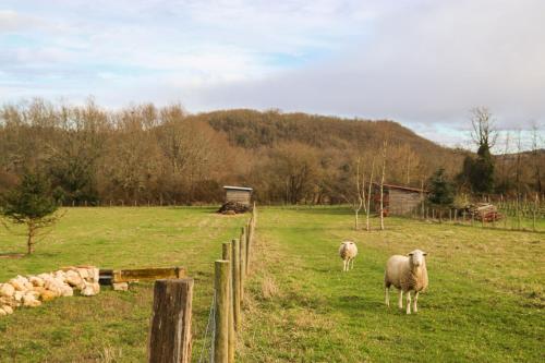 deux moutons debout dans un champ près d'une clôture dans l'établissement Ferme de La Plante, à Saint-Aubin-de-Branne