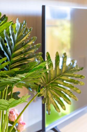 a green plant sitting on a table next to a mirror at Central Oasis: Charming Studio with Backyard in Christchurch