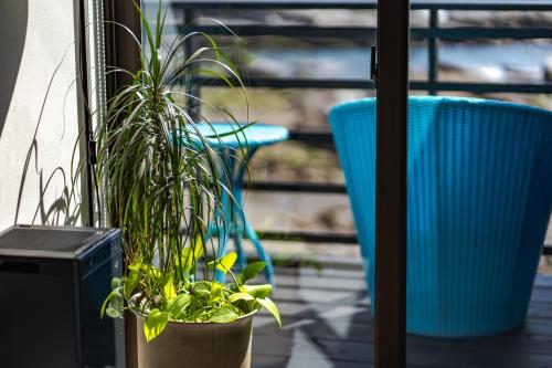 a porch with two potted plants and two blue chairs at XYZ Private Spa and Seaside Resort in Shirahama