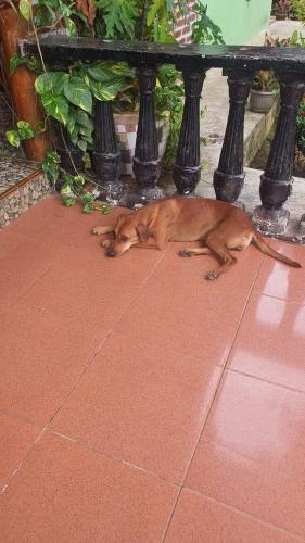 a dog laying on the ground under a table at Wisma Batu Mandi in Bukit Lawang