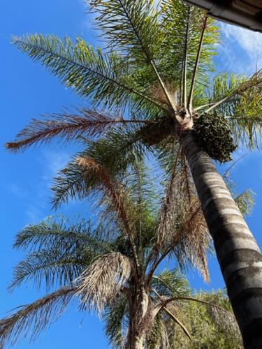 a palm tree with the sky in the background at The Lemon Tree Self- Catering in Johannesburg