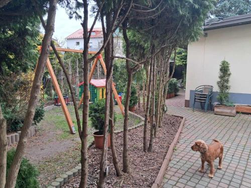 a brown dog standing in a garden with trees at Noclegi Julia pokoje 1-3 parter Chodkiewicza śniadanie kontynentalne in Kielce