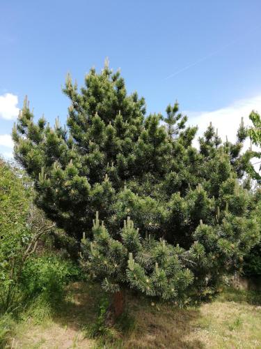 un pin dans un champ avec un ciel bleu dans l'établissement 14 Rue le Menestrel, à Dreux