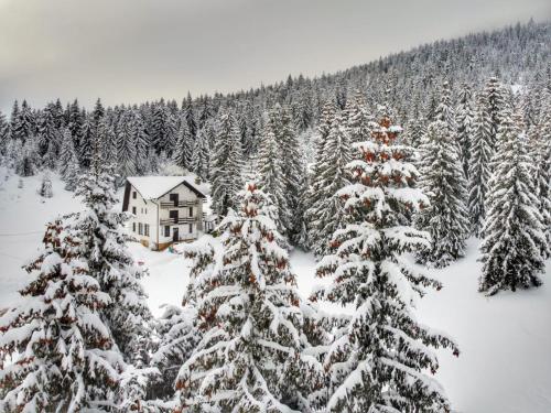 a house in the middle of a forest of christmas trees at CABANA FRAM VÂRTOP in Nucet