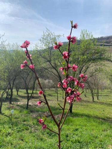 a tree with pink flowers in a field at Bed en bubbels bennie en liisa in Ripatransone
