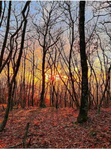 a painting of a forest of trees with a sunset at La Casa di Orazio in Montecatini Val di Cecina