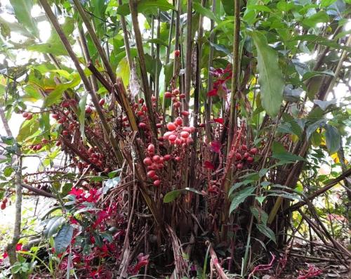Un jardín fuera de Hostal Ariantiy