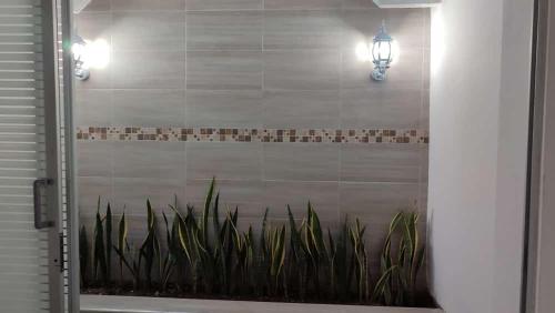 a bathroom with a shower with a plant at casa para festival vallenato in Valledupar