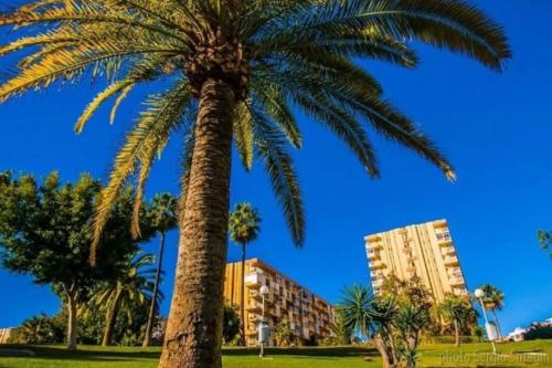 un palmier dans un parc à côté d'un bâtiment dans l'établissement Hércules Nuevo y Moderno Estudio, à Benalmádena