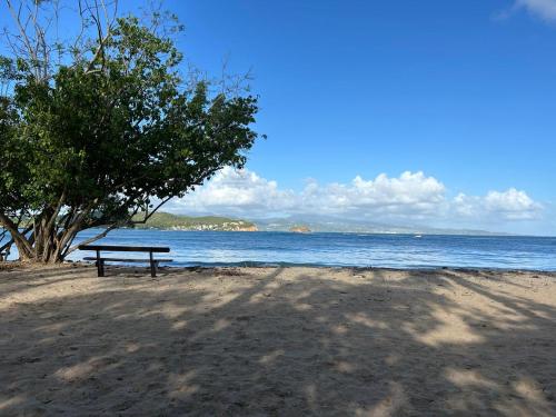 a bench sitting on the beach next to a tree at Studio vue sur mer Tartane in La Trinité