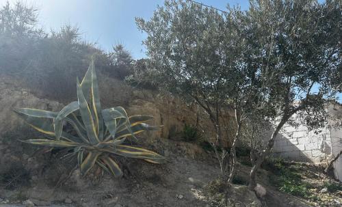 une plante arborée sur le flanc d'une colline dans l'établissement The Crystal Cave, à Zújar
