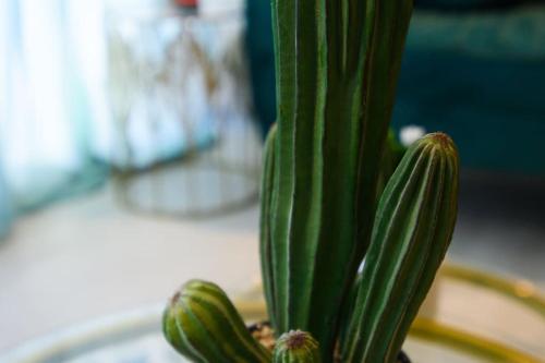 a green succulent plant sitting on a table at Departamento Dakota in Chetumal