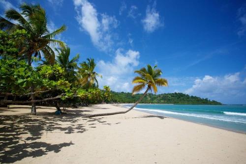a beach with palm trees and the ocean at Villa Melissa97-Bât5 lumineuse à Dzamandzar in Ambondrona