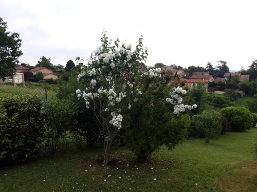 a tree with white flowers on it in a field at Comme dans un écrin - T2 de 50 m² avec jardin, terrasse et piscine in Vernaison