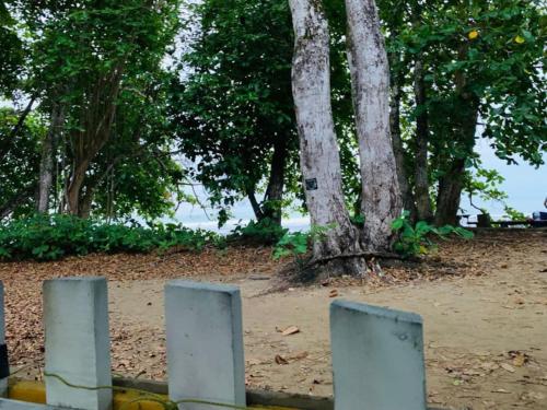 um grupo de barreiras de concreto na frente de uma árvore em Finca del Mar Frente la Playa Room 4 em Puerto Viejo