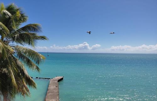a view of the ocean with a palm tree and a pier at La Case à Méline in Le Gosier