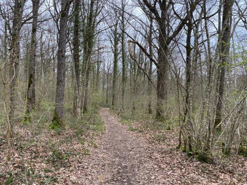 a dirt trail in a wooded area with trees at La Tiny House de Nanou in Rochefort