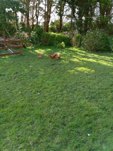 Gallery image of Room in Apartment - 1 Bedroom In A Homely Home With A Lovely Farm in Tullakeel