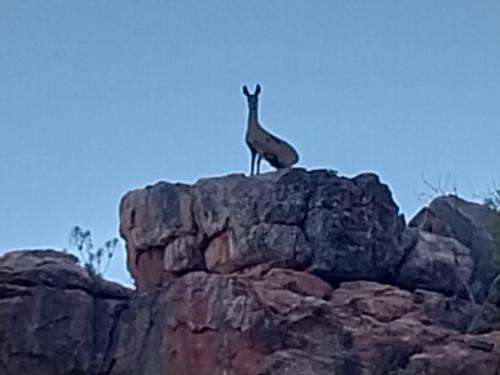 a giraffe standing on top of a rocky mountain at Kleinfontein in Clanwilliam