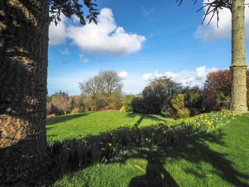 a field of daffodils in a park at Y Gegin Fach Cardigan in Rhos-hill
