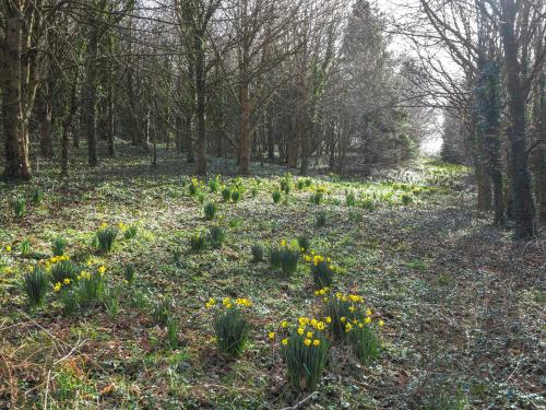a field of daffodils in the woods at Y Gegin Fach Cardigan in Rhos-hill
