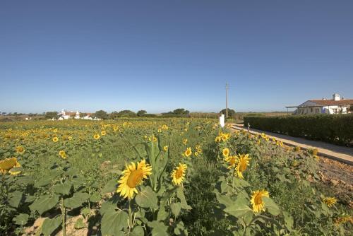 a field of sunflowers on the side of a road at Herdade Do Touril in Zambujeira do Mar
