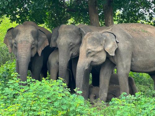 a group of elephants standing next to each other at Walawe Palm Villa in Udawalawe