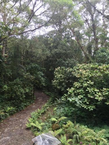 a path through a garden with plants and trees at Los Quetzales Ecolodge & Spa in Cerro Punta
