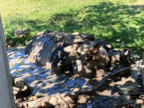 a dead animal laying on the ground in the grass at Chambre d'Hôtes chez Gustave & Compagnie in Choussy