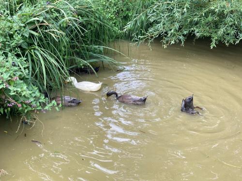 a group of ducks swimming in the water at Chambre d'Hôtes chez Gustave & Compagnie in Choussy