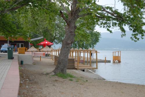 a tree sitting on the beach next to a body of water at Apartments Villa Zora in Star Dojran