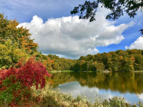 a view of a lake in the middle of a forest at Skjoldenæsholm Slot in Jystrup