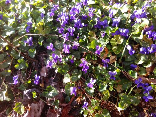 Une bande de fleurs violettes sur une plante dans l'établissement Le Mas des Mûriers en Cévennes gardoises, à Gagnières