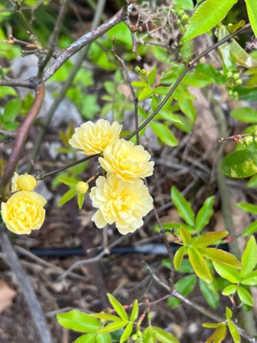 a group of yellow flowers on a tree at les petites terrasses in Grasse