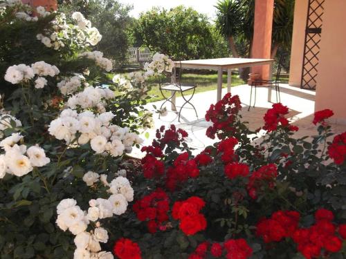 un montón de flores rojas y blancas en un jardín en Villa Gabriella, en Villa San Pietro