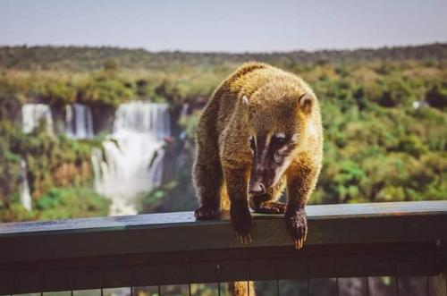 un orso bruno in piedi sulla cima di una rotaia di Hostel Loli a Puerto Iguazú