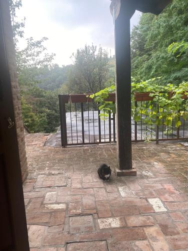 Casa StellaにあるMini appartamento carpinoの柵の横に座る黒猫