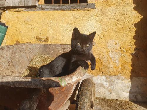 a black kitten sitting in a flower pot at Ferme équestre & Chambres d'hôtes Gateau Stables proche Guédelon in Saint-Amand-en-Puisaye