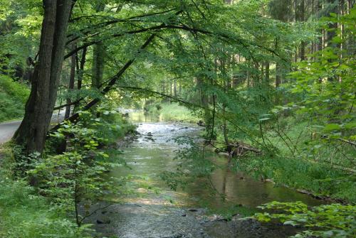 a river with a bridge over it in a forest at Pension Zumpe in Stolpen