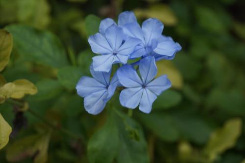 a group of blue flowers in a garden at Caraibe Créol' Keys in Port-Louis