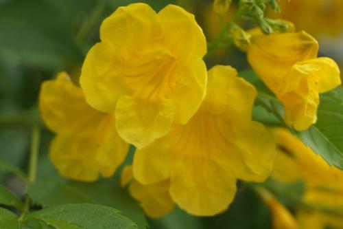 a group of yellow flowers on a plant at Caraibe Créol' Keys in Port-Louis