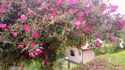 a tree with pink roses and a bird house at Sonho na Serra Chalé 2 in Gonçalves